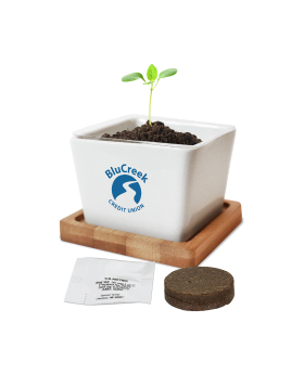 Seed Plant Kit with Ceramic Planter and Wooden Base